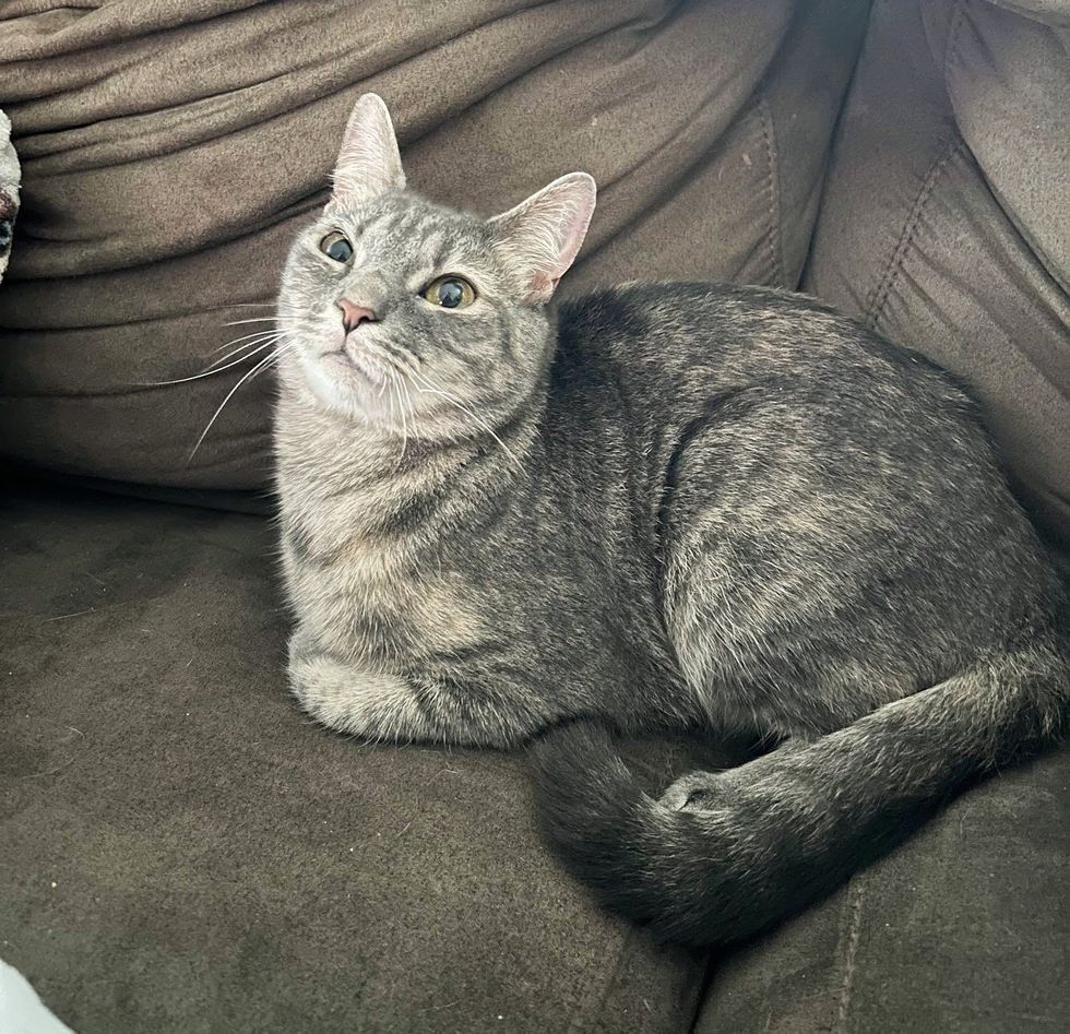 cute gray cat flip flops