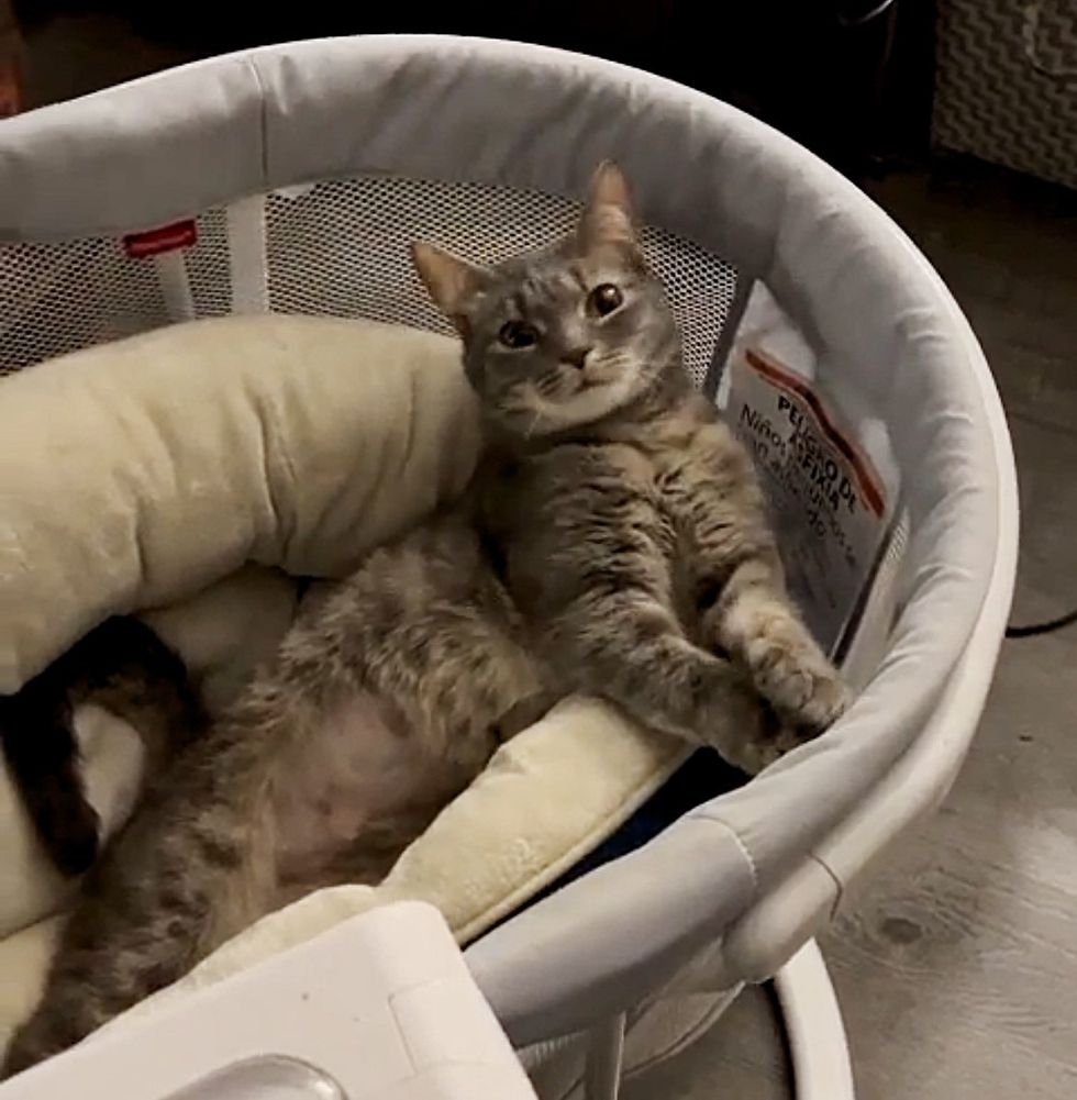 Cat beach sandals in a basket