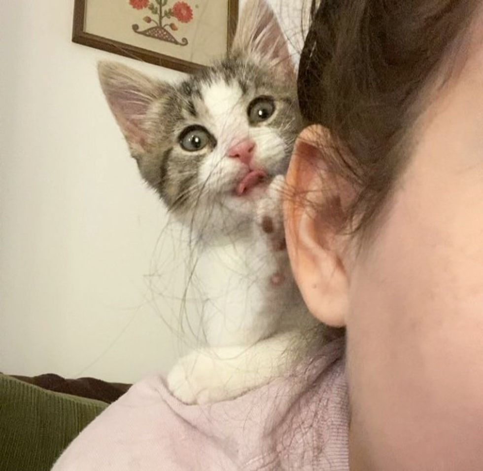 Snuggling kitten shoulder