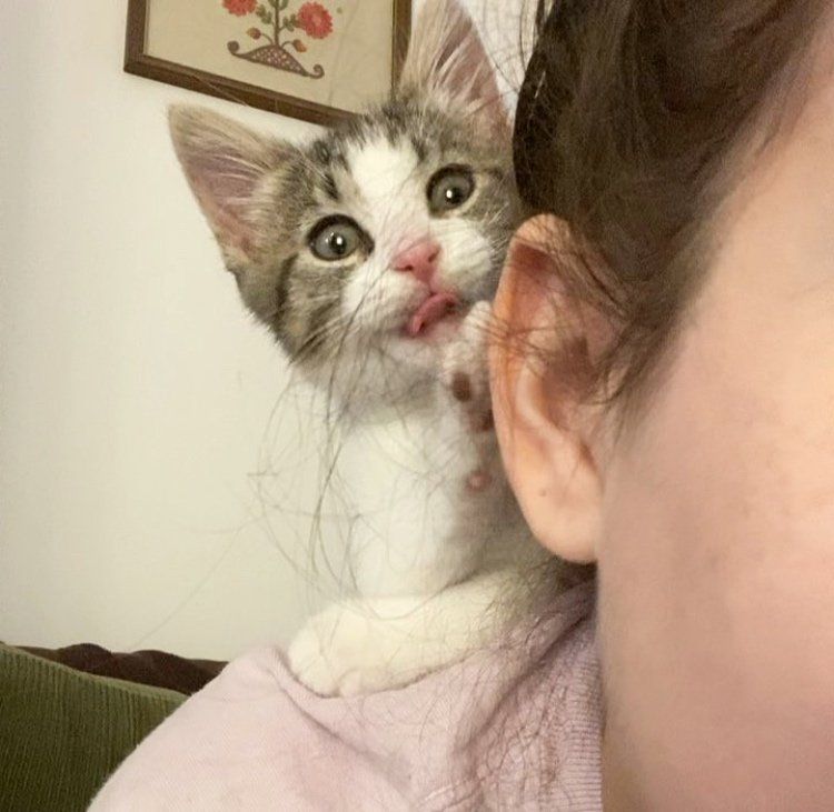 snuggly kitten shoulders