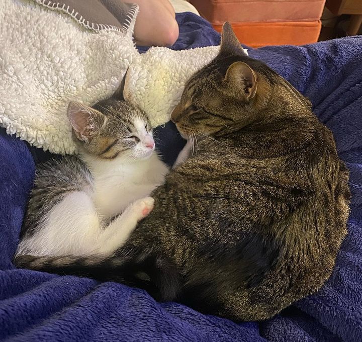 kitten cat snuggly friends