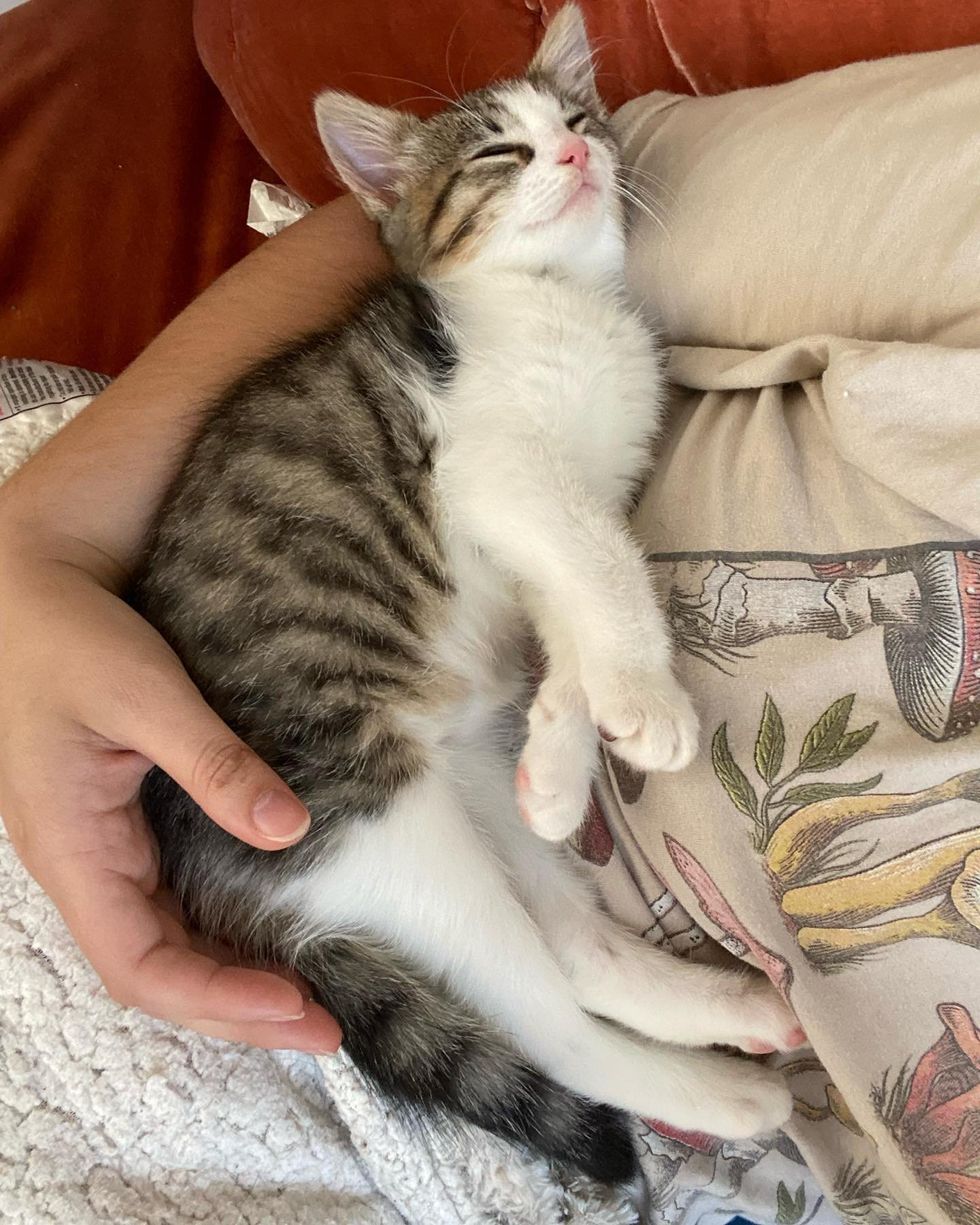 sleeping kitten happy