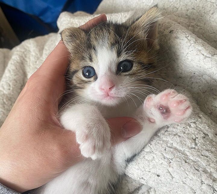 cute kitten paw