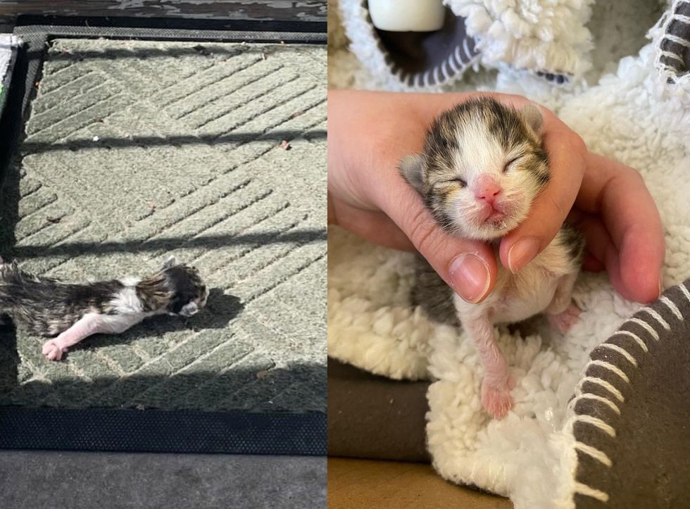 Newborn kitten finds doormat