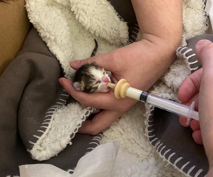 tiny newborn kitten, kitten syringe feeding