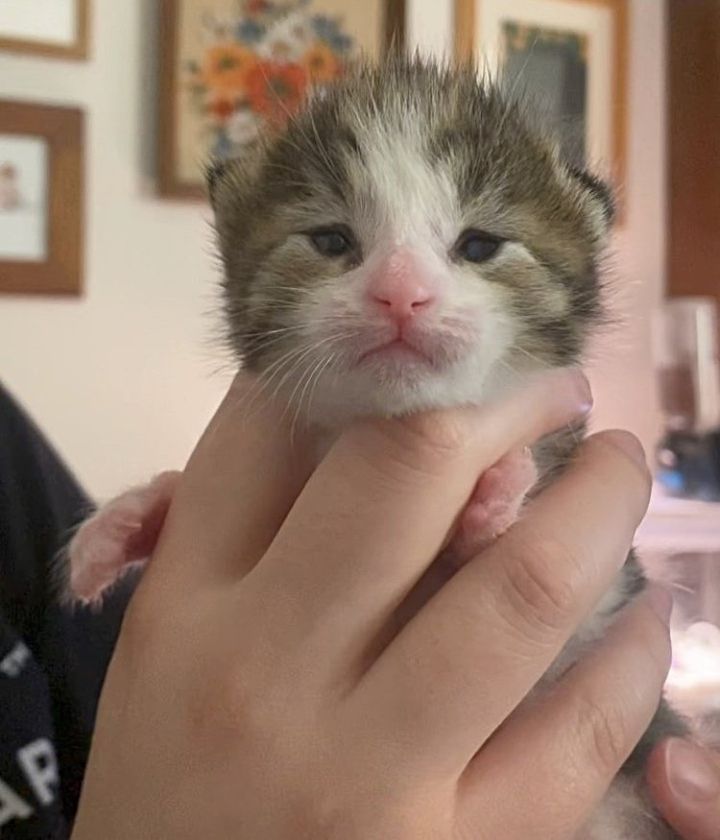 kitten eyes opened