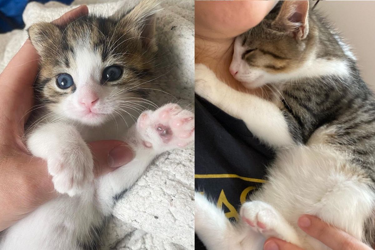 Kitten Left Behind on a Doormat is Taken into a Home Where the Resident Cats Decide to Help