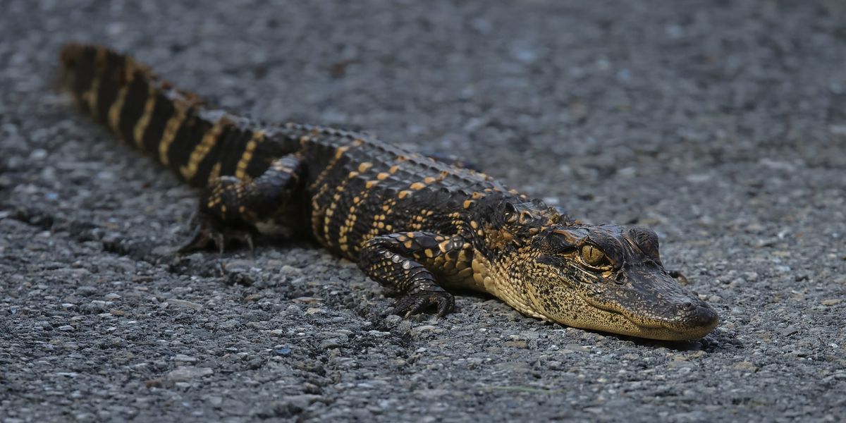 Teen who allegedly chugged alcoholic beverage with baby alligator in hand criminally charged