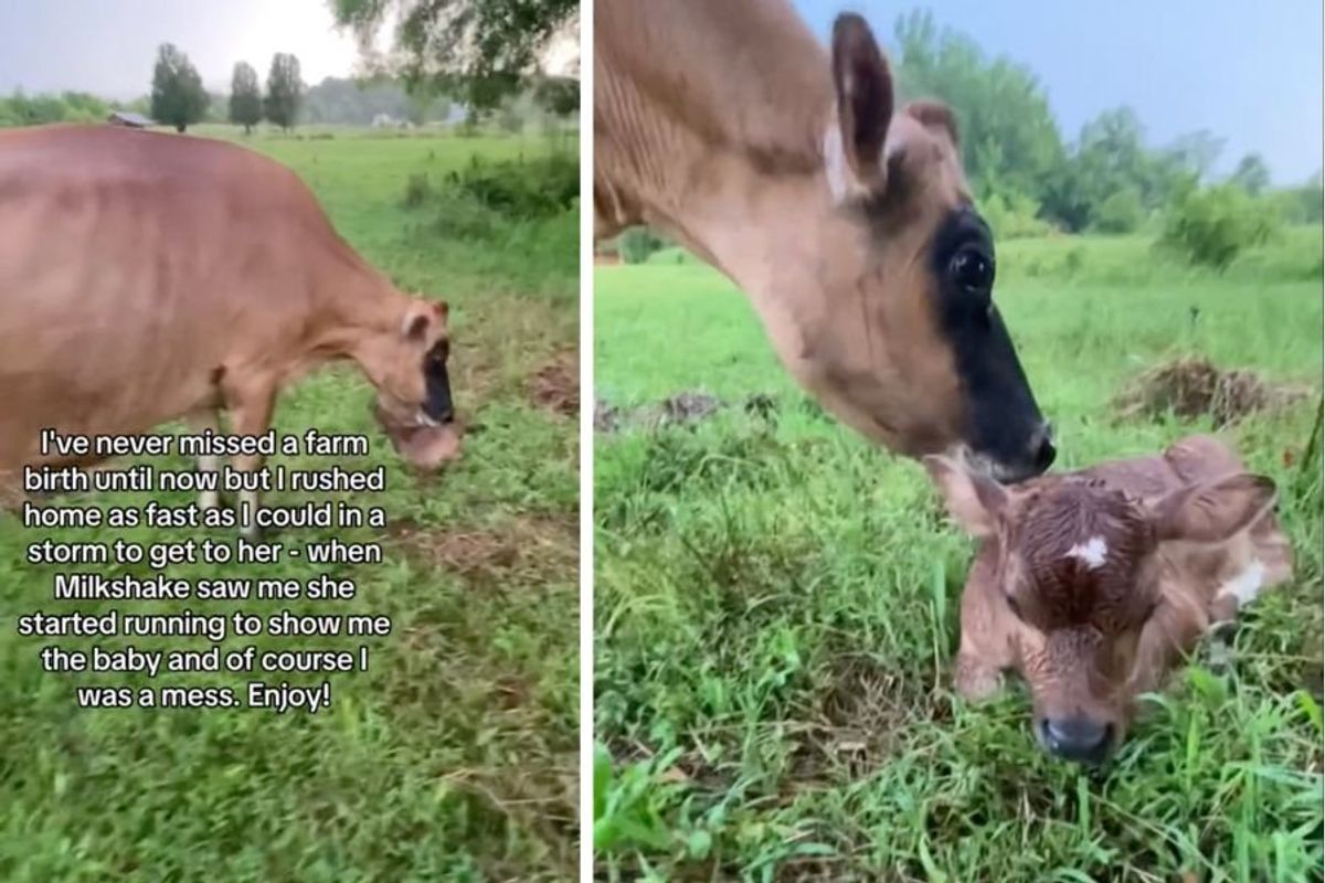 baby cow, cow, farms on tiktok, baby animals