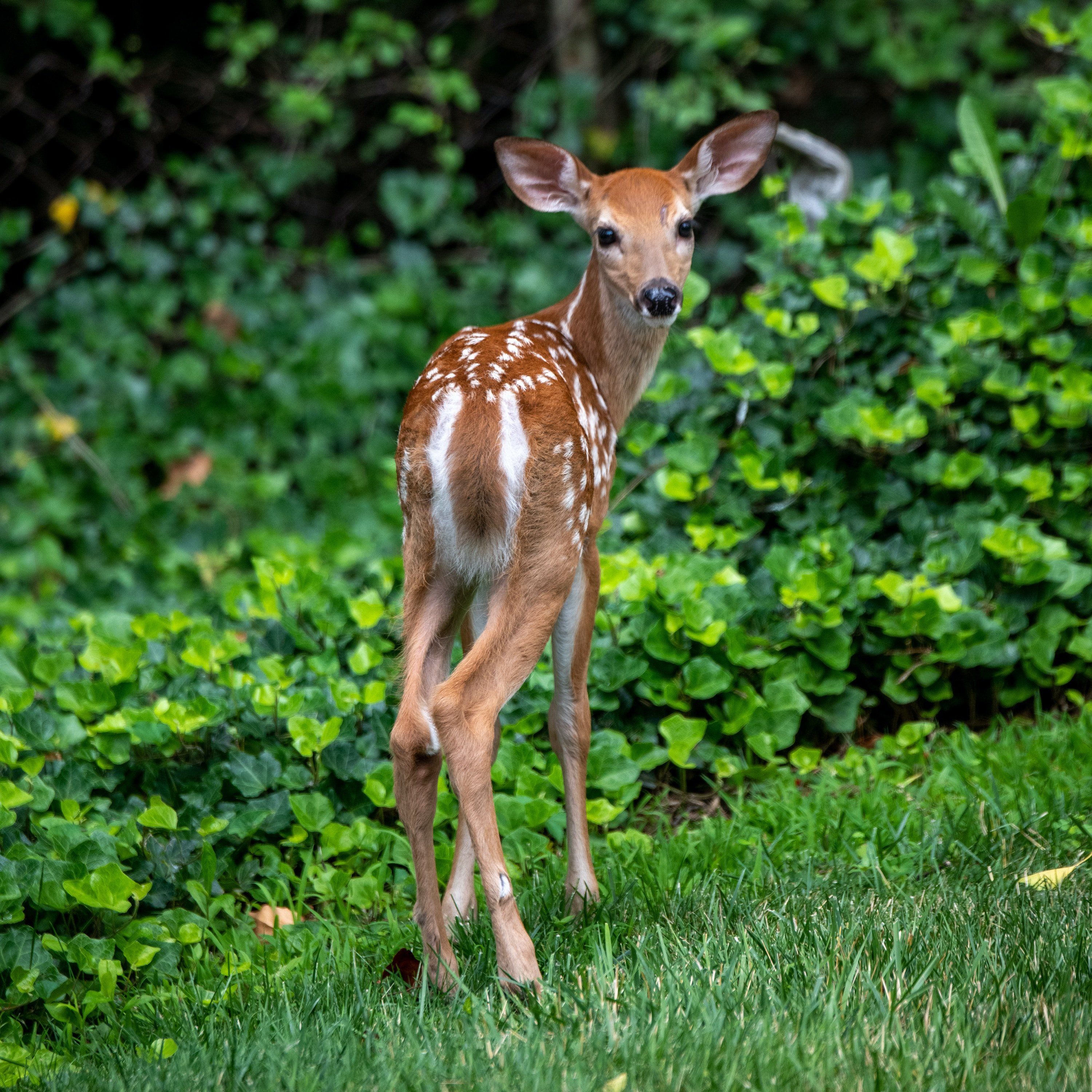 Sweet video shows man rescue baby deer and return it to photo