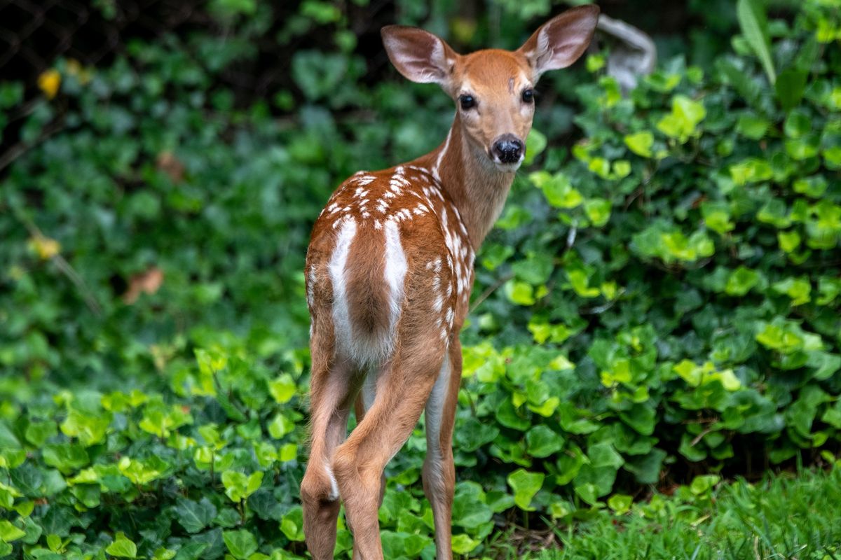 baby deer rescue; wildlife rescue; viral video; sweet animal videos