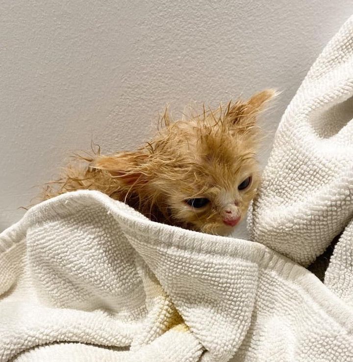 kitten fluffy bath