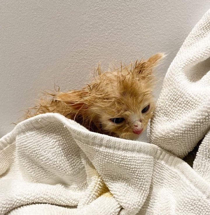 kitten fluffy bath