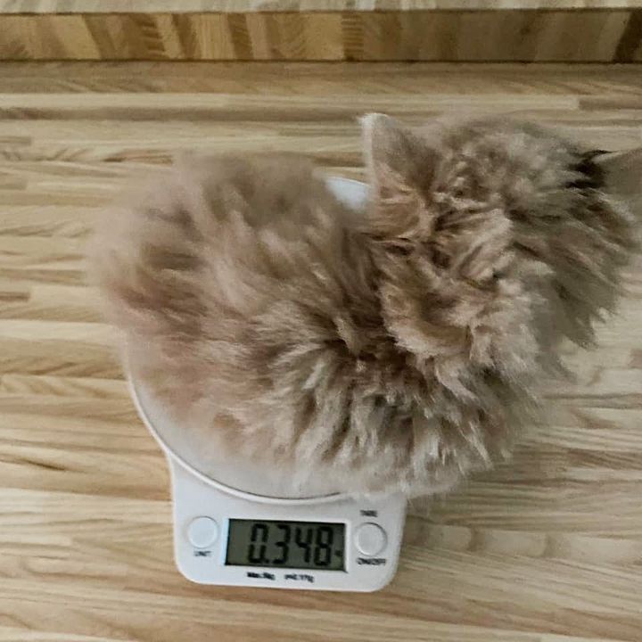 fluffy kitten scale