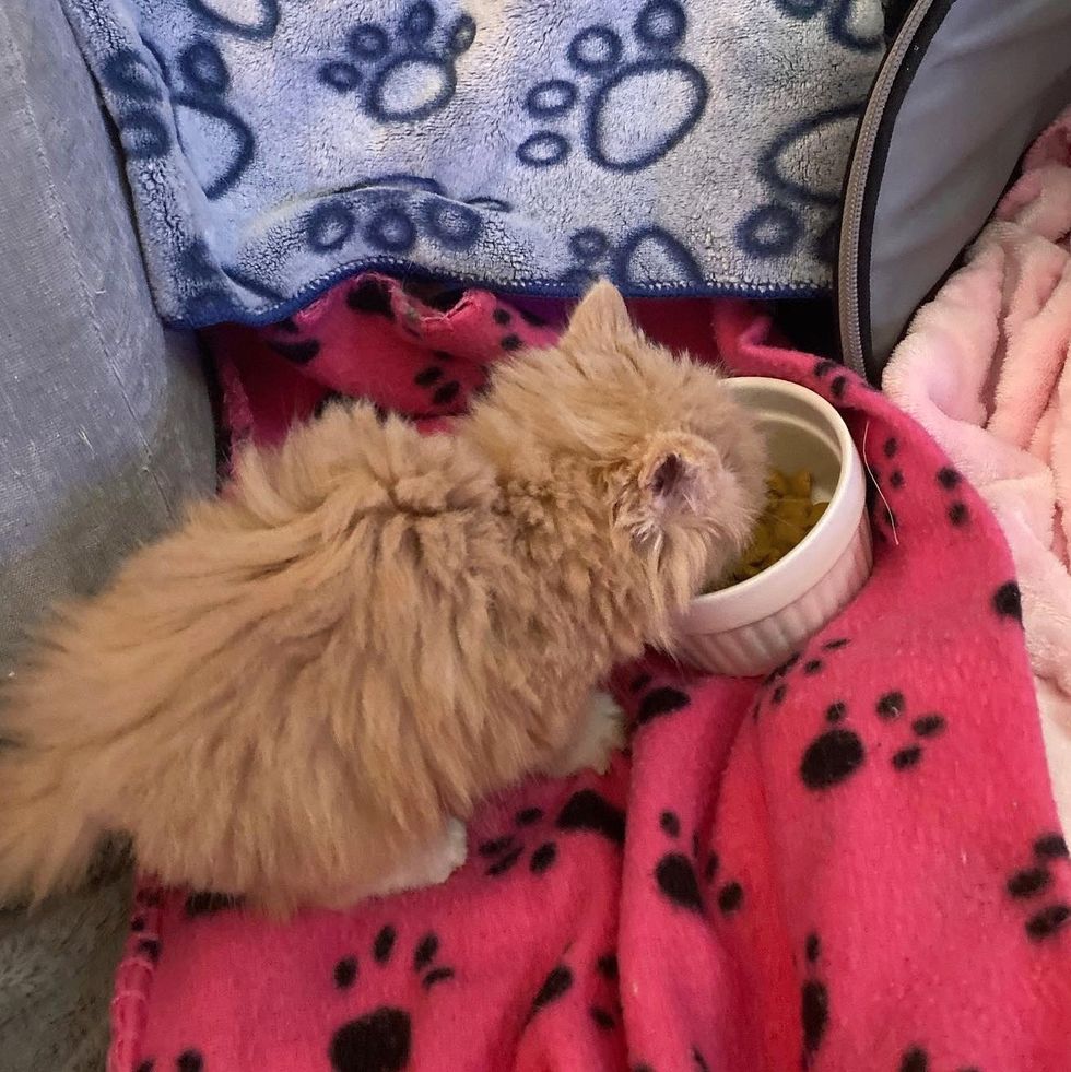 Kitten meal time Fluffy