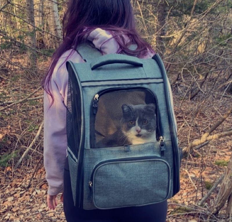 traveling cat larry