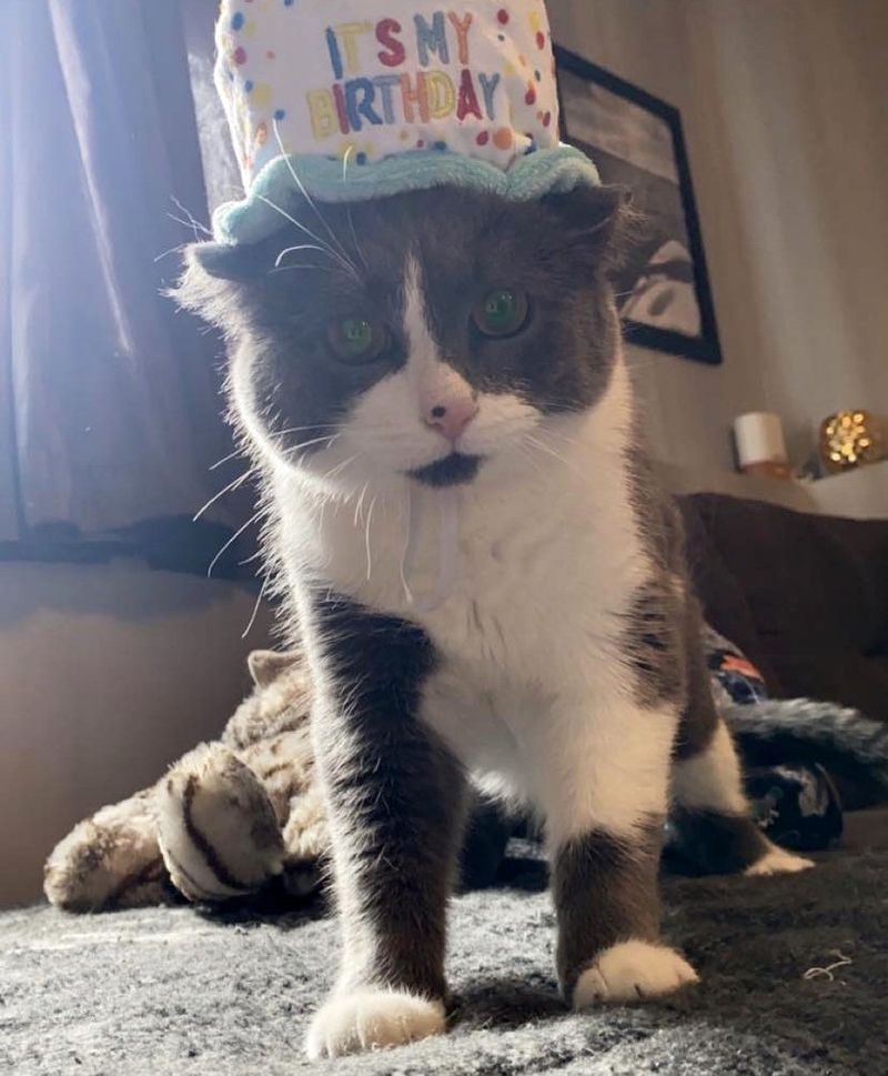 birthday cat cute