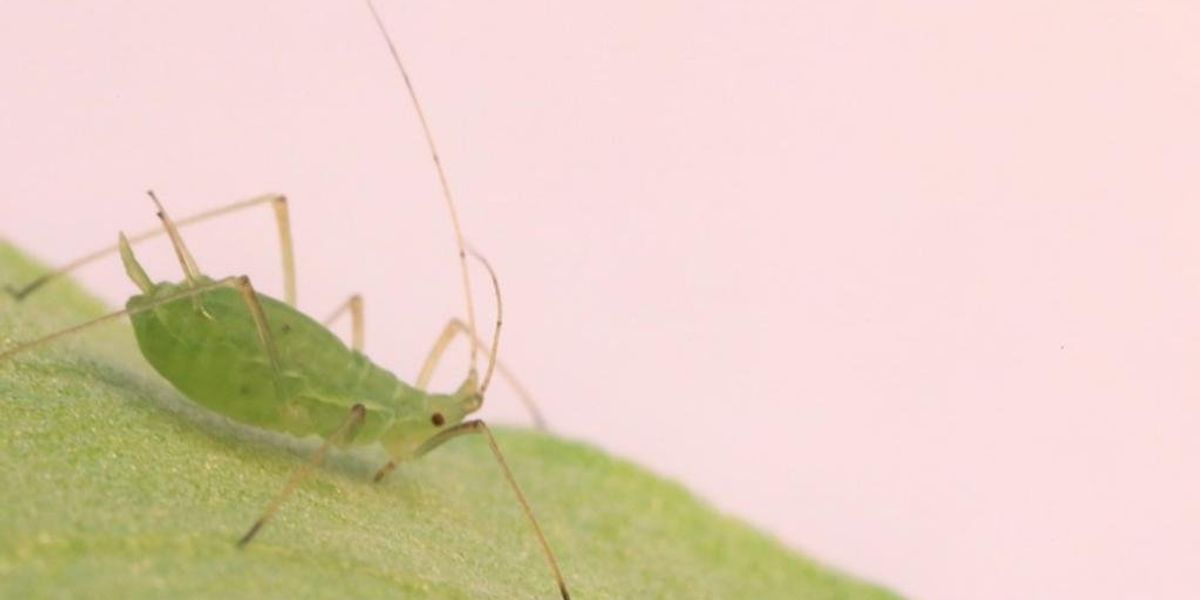 NextImg:NYC plagued by insect swarms, smoky haze