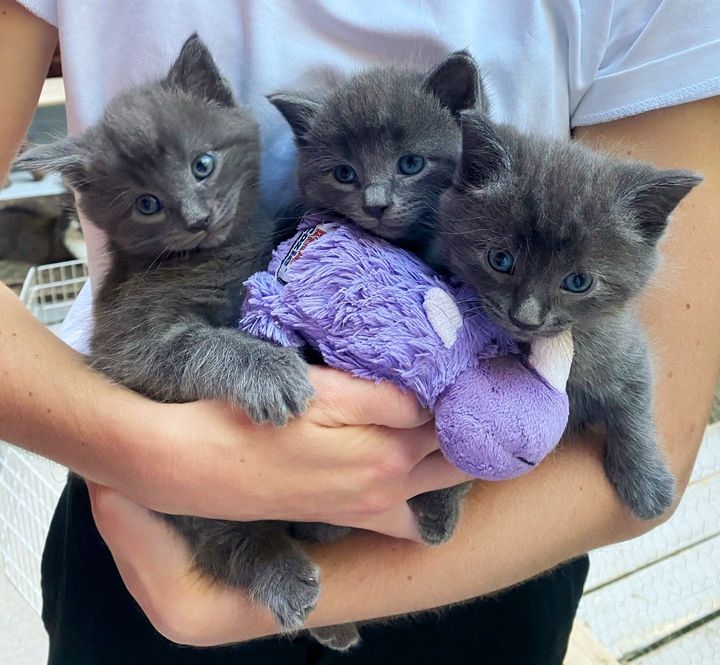 three gray kittens hugs