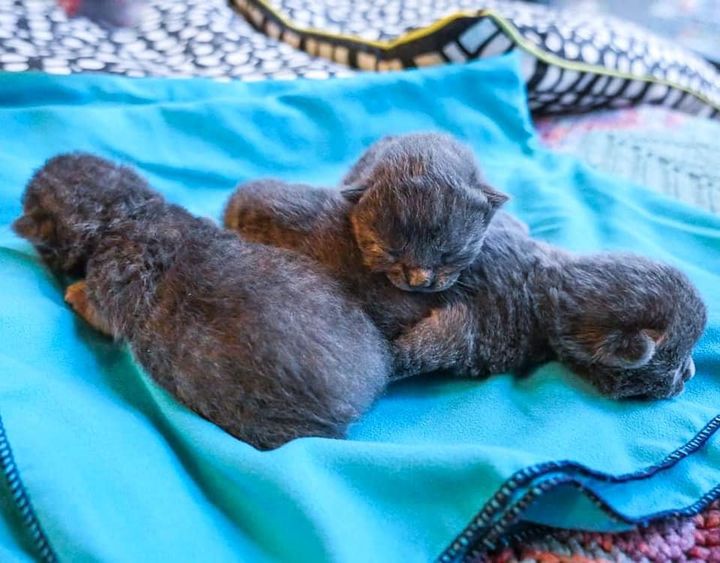 gray newborn kittens