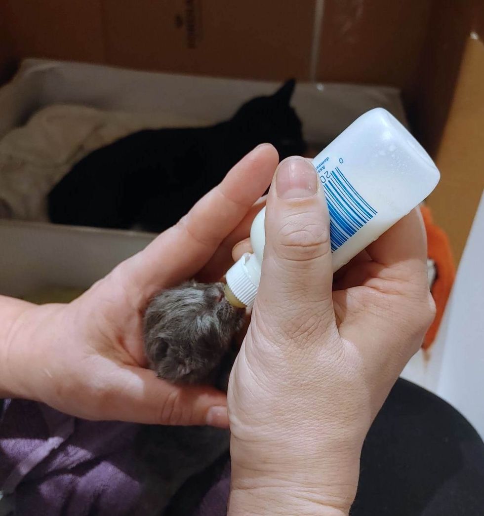 Kitten bottle feeding