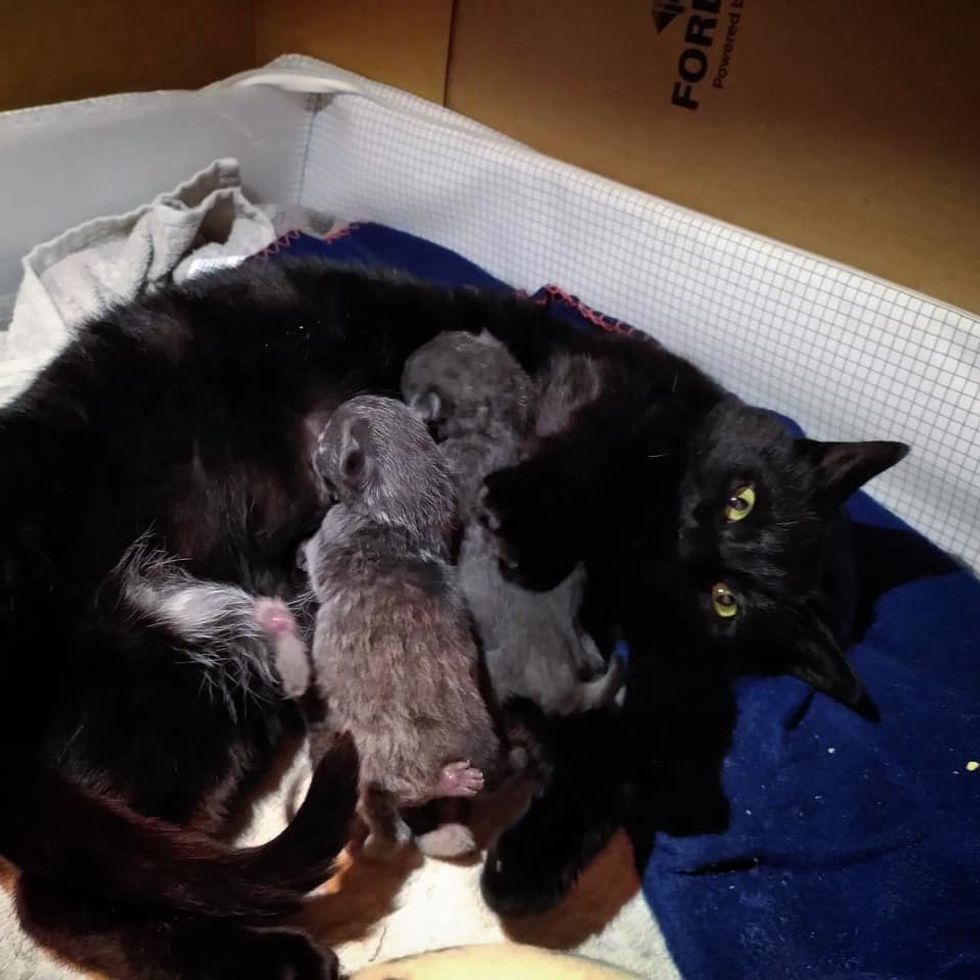 kitten feeding cat