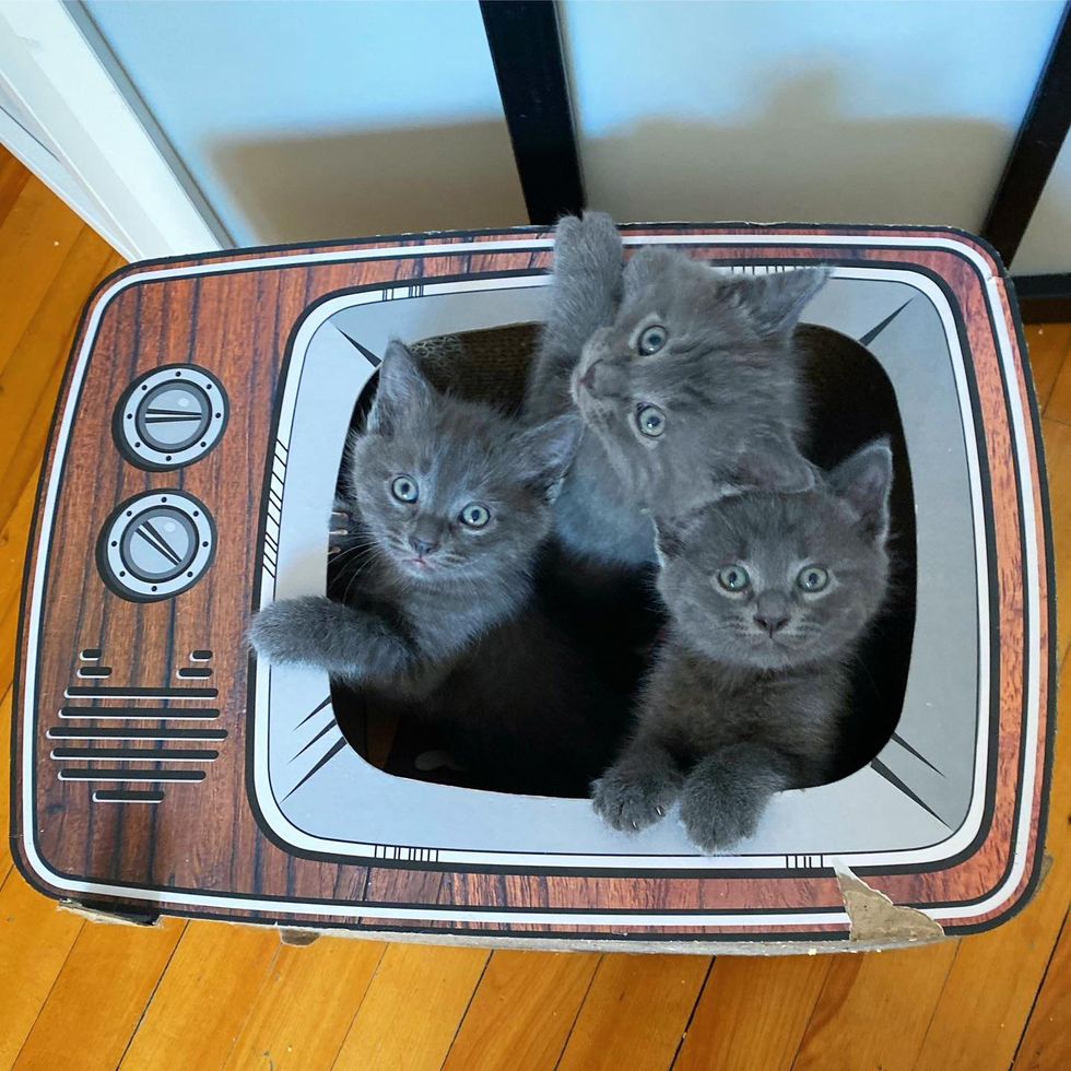 grey kittens playful