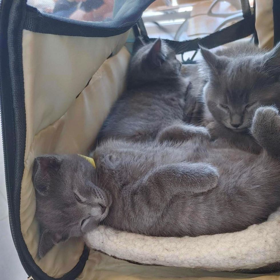 sleeping gray kitten