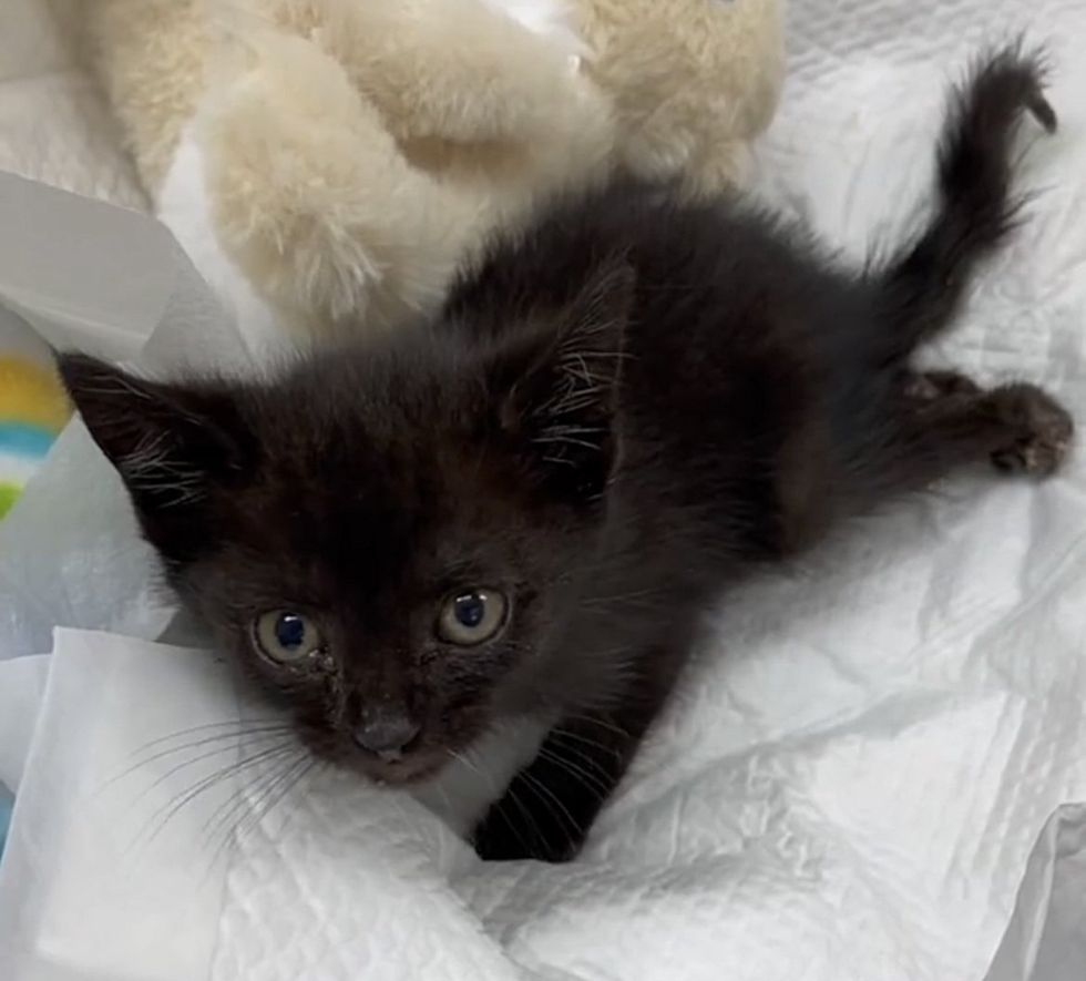 Rescuing a paralyzed kitten