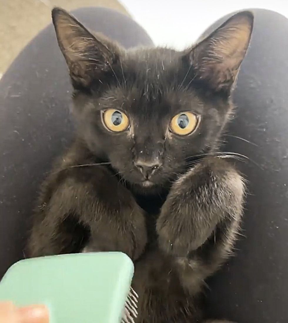 sweet panther kitten paw