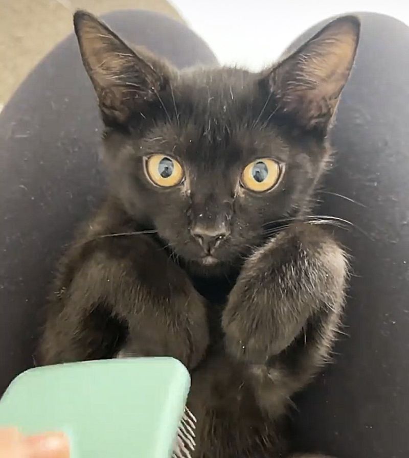 sweet panther kitty paws