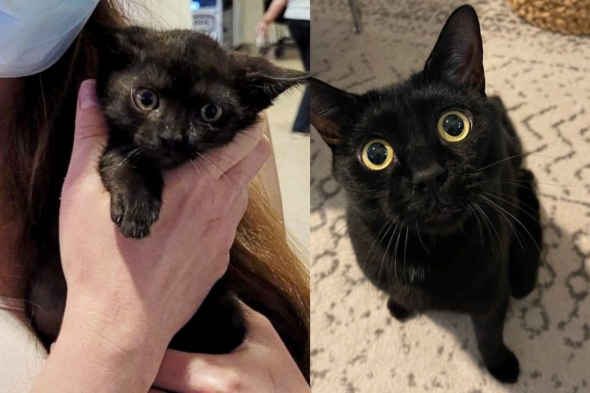 Kitten Waited 2 Years for the Most Perfect Family to Find Him, Turns Out It's Only 15 Minutes Away