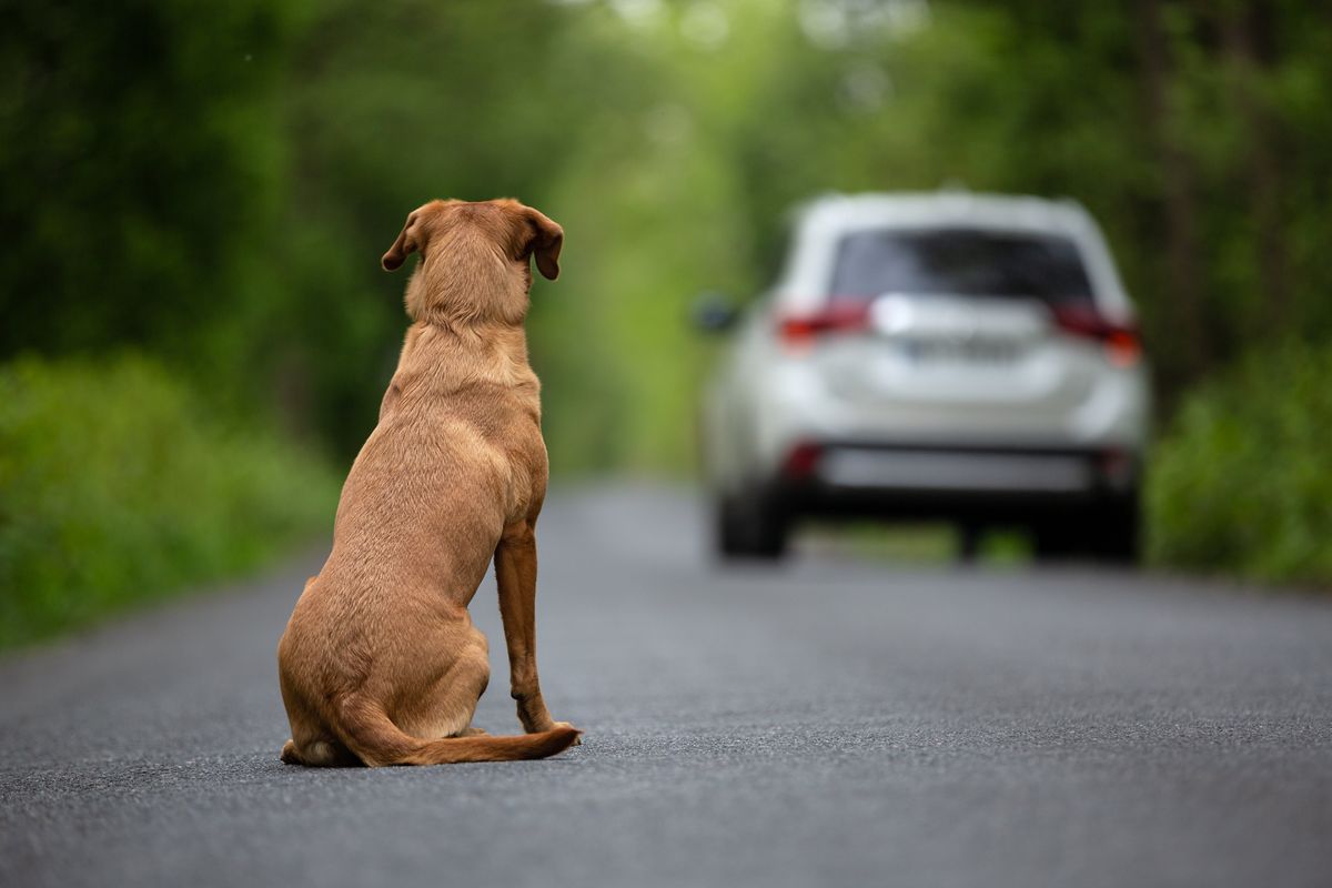 Stilisti uniti contro l’abbandono di animali