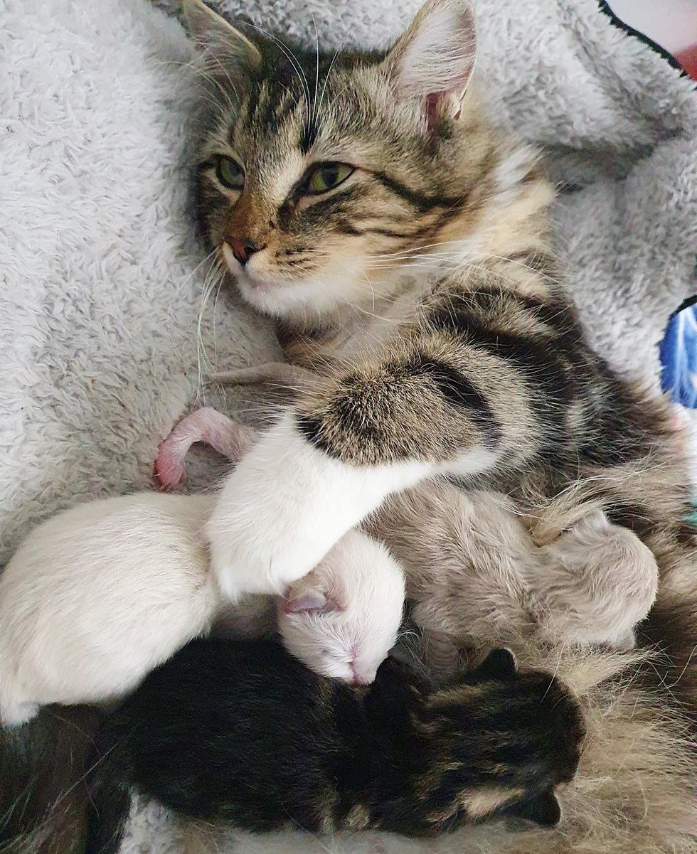 cat mom, newborn kitten