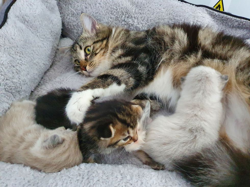 cat nursing kittens