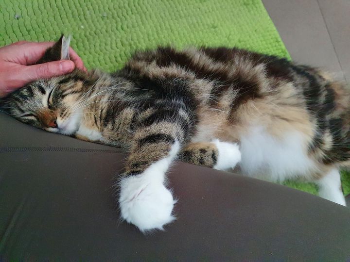 cuddly cat trixie