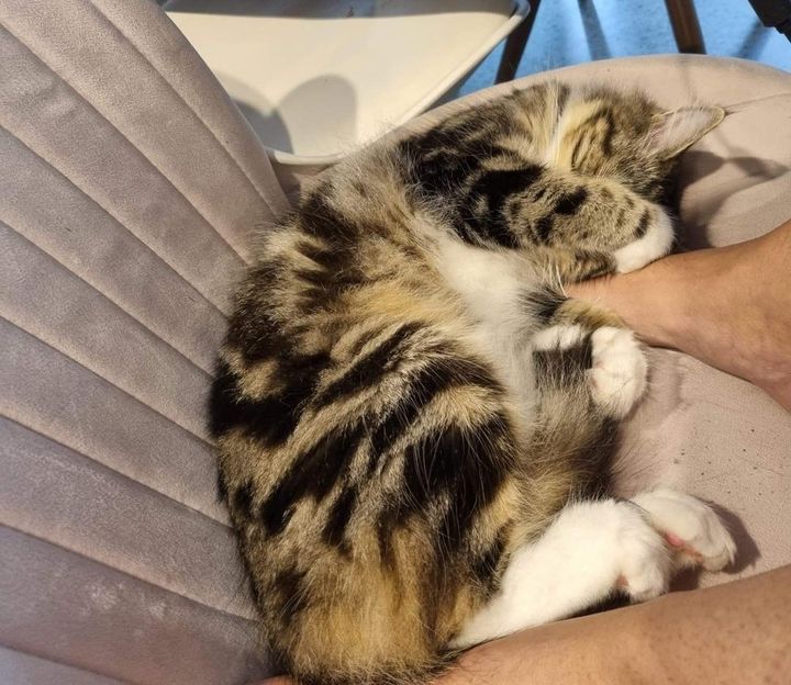 cuddly cat hugs