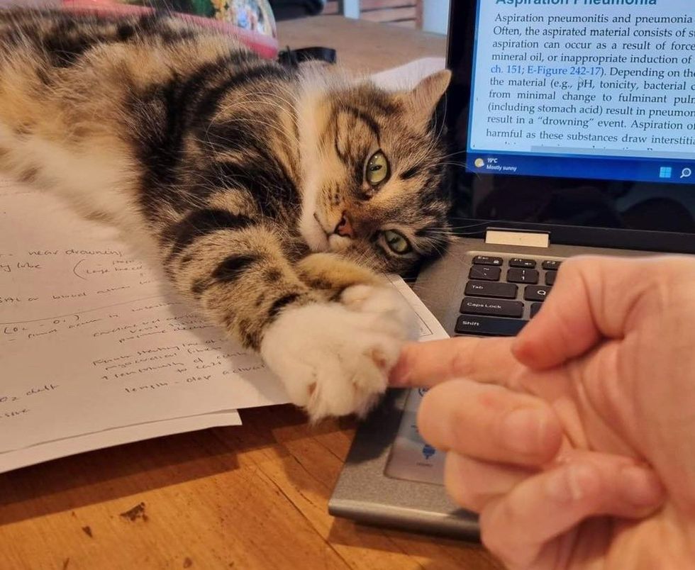 office cat holding paw