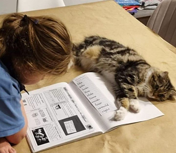 cat reading supervisor