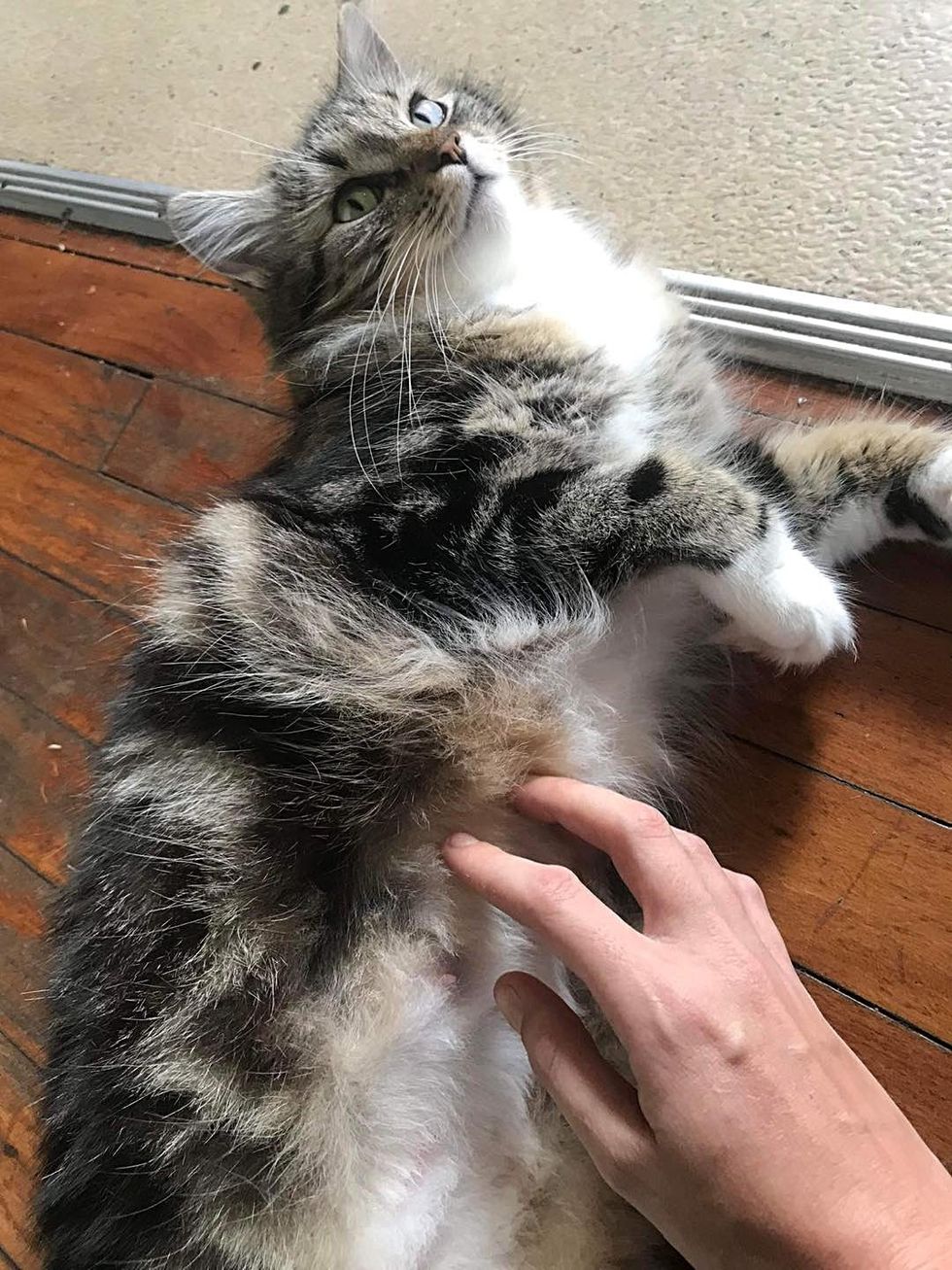 Stroking the belly of a sweet cat