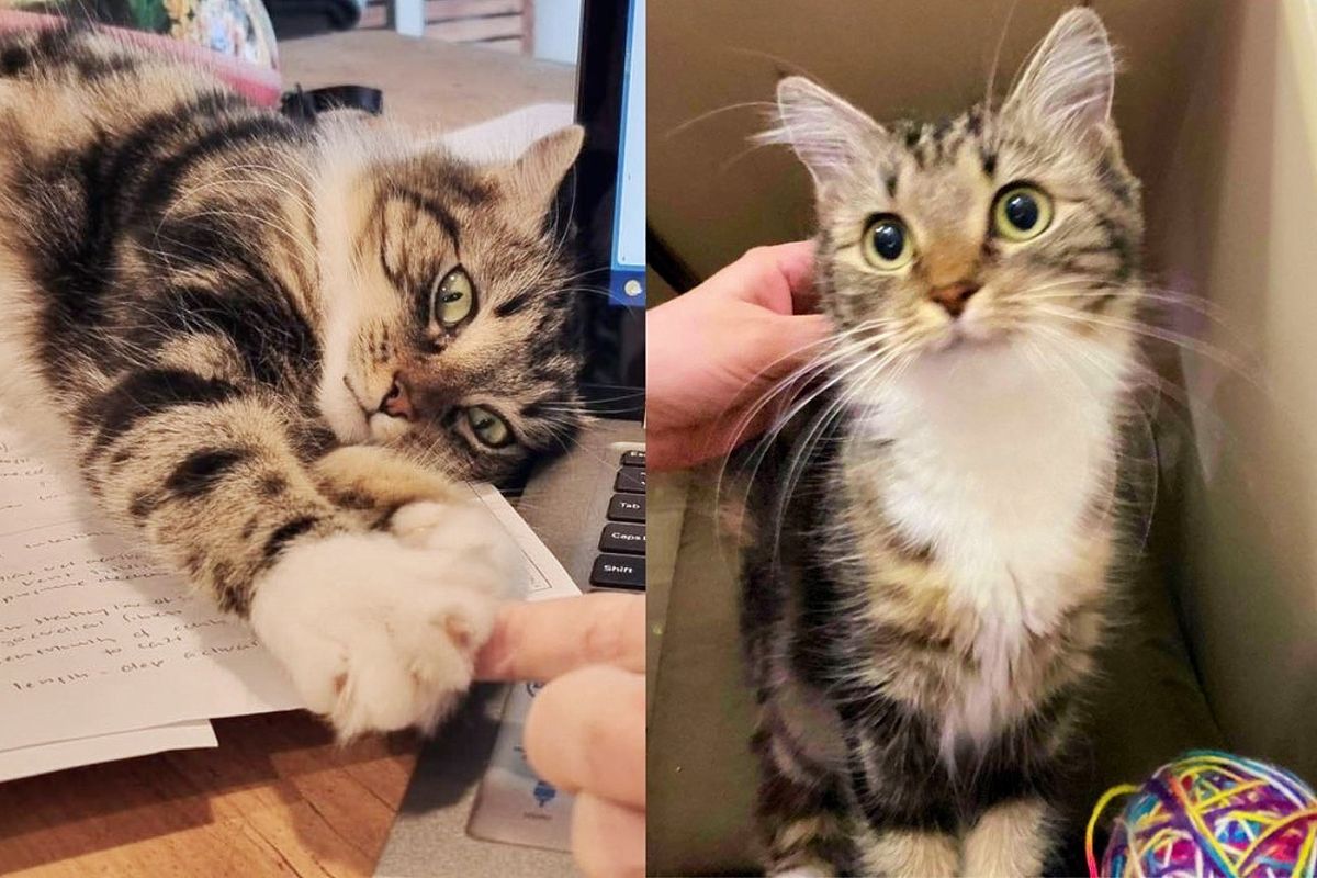 Kind People Take a Chance on a Cat and 3 Kittens from Shelter, the Cat 'Thanks' Them in the Sweetest Way