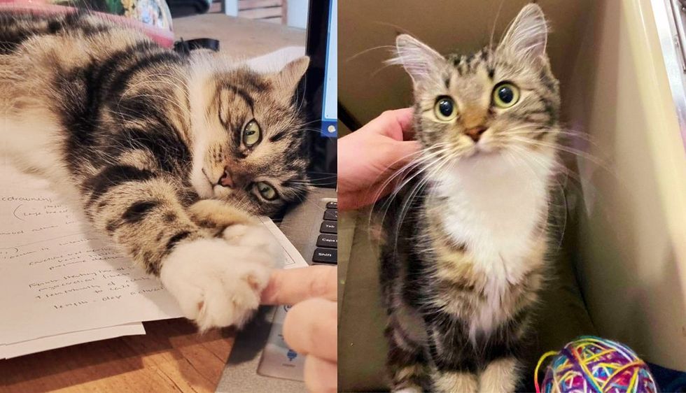 Kind People Take a Chance on a Cat and 3 Kittens from Shelter, the Cat 'Thanks' Them in the Sweetest Way