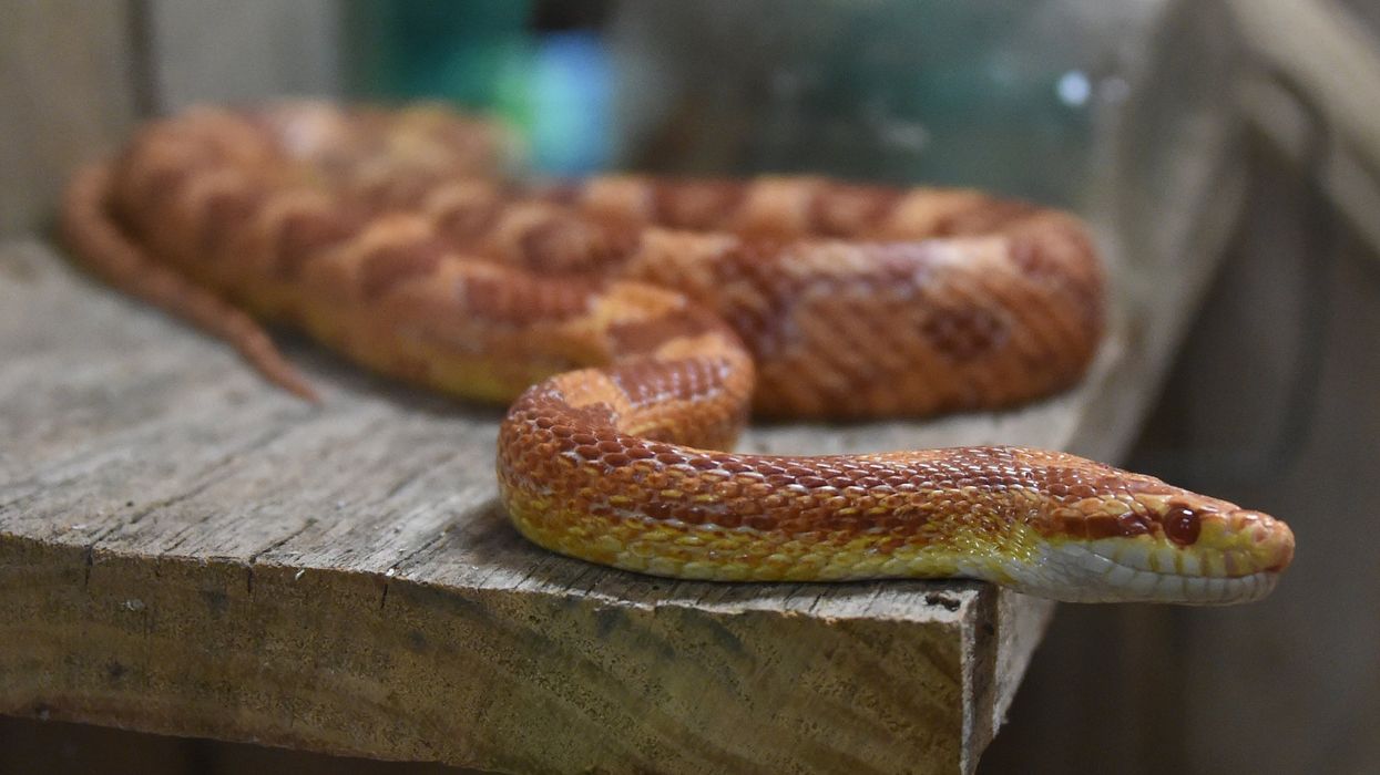 12 ways to spot these Southern snakes