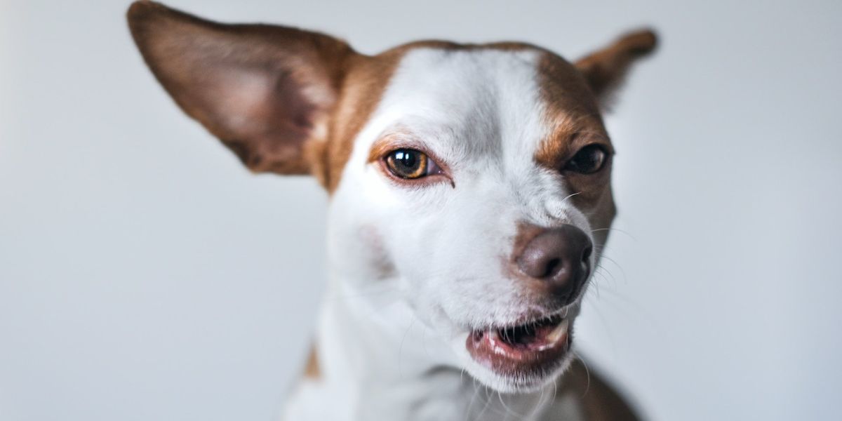 Photo of a white and brown terrier dog with a conflicted look on their face