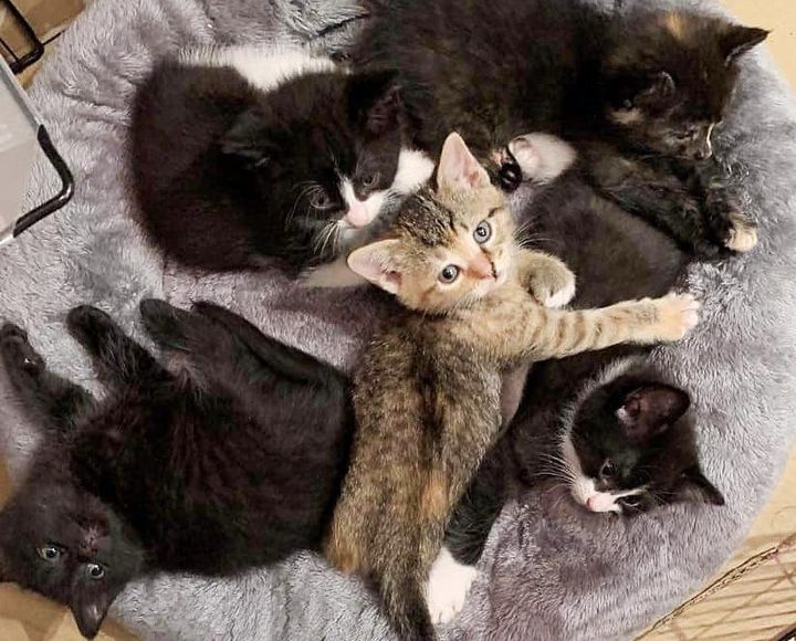 snuggly kittens pile