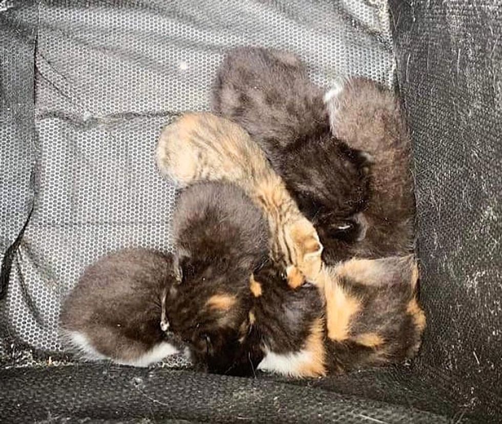 kittens found flower box