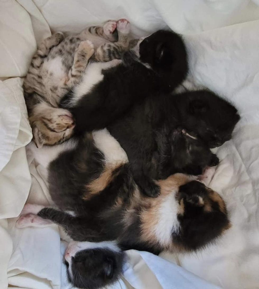 sleeping kittens pile
