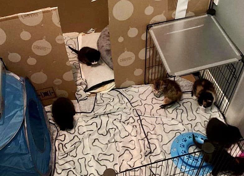 kittens playing playpen