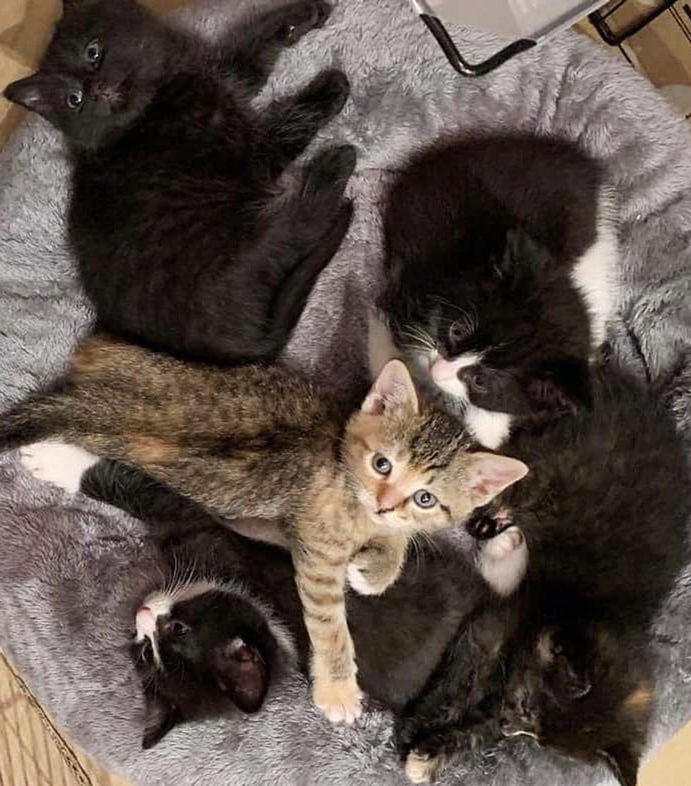 snuggly kittens pile
