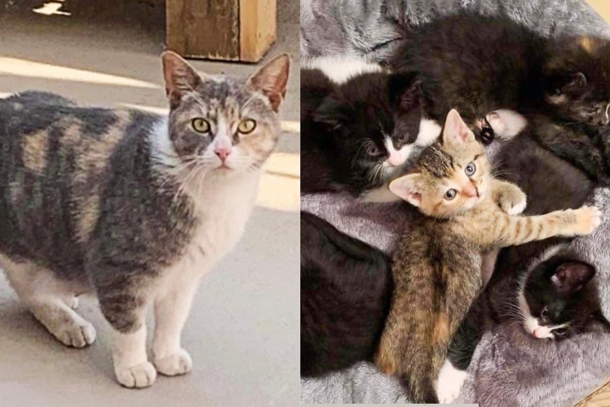 Family Stunned to Find Six Kittens in a Flower Box, Turns Out a Cat Has Brought Them There